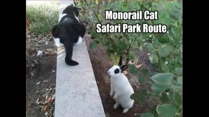 Смешни снимки на котенца 