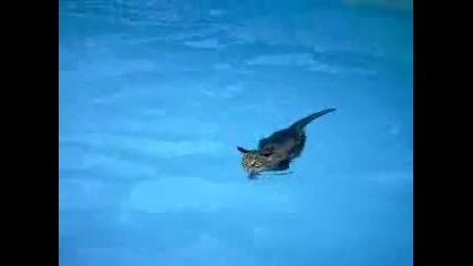 плуваща котка 