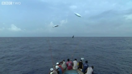 Hd Tuna Fishing - South Pacific - Bbc Two