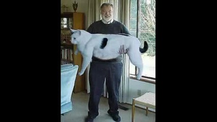 Funny animals