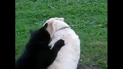 Котка прави масаж на куче