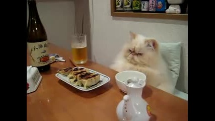 Котка на китайски обяд