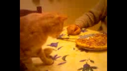 Котка яде пица