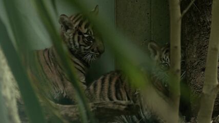 Зоопарк в Германия показа тигърчета от застрашен вид (ВИДЕО)