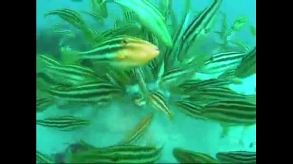 octopus being attacked by leatherjacket 