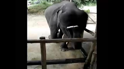 Слон Свири На Хармоника И Танцува 