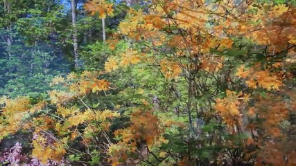 Beautiful Earth - When Spring Begins (the Shadowlands)