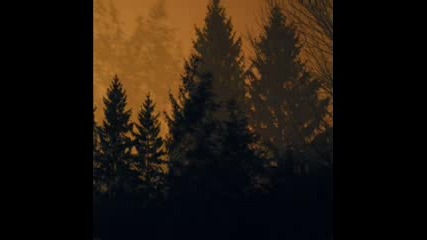 If These Trees Could Talk - From Roots to Needles 