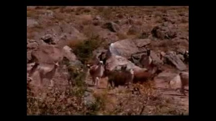 el condor pasa esp andino 