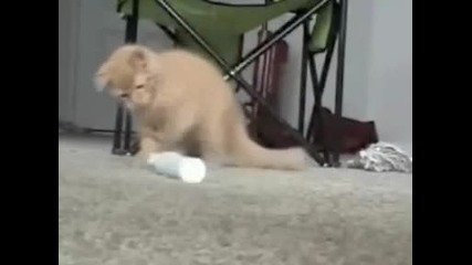 котка се нерви на четка за зъби
