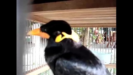 Странна птица издаваща странни звуци ..