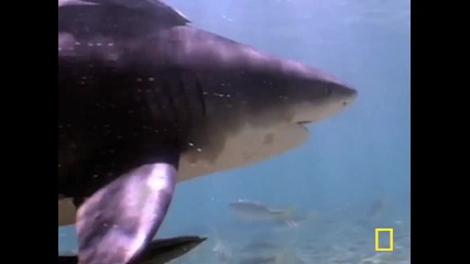 Атака на акула 