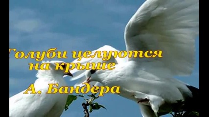Андрей Бандера - Голуби целуются на крыше