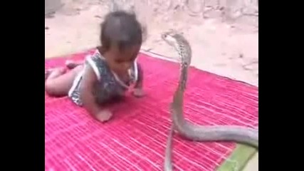 Бебе срещу кобра