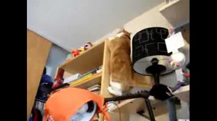 Дебела котка се мъчи да се качи на шкаф!