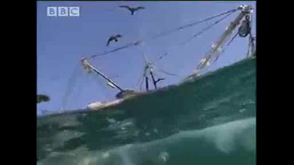 Свръхестествени сили на океанските животни - Bbc
