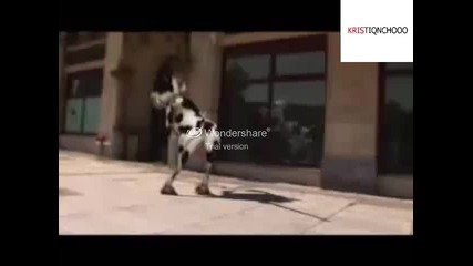Луда танцуваща крава 