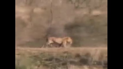 Battle at Kruger 