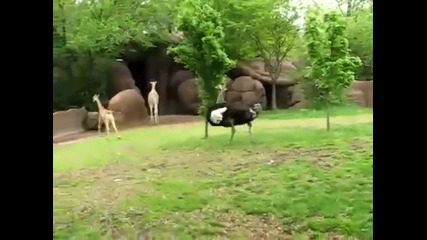 Игра между щраус и малко жирафче 