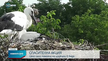 Спасителна акция за щъркелчета в Добричко