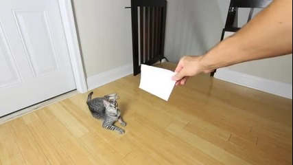 Котка носи хартийки като куче :д