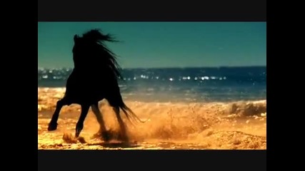 Sting Desert Rose Original Song