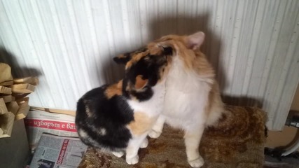 Ласки между две сладки котета