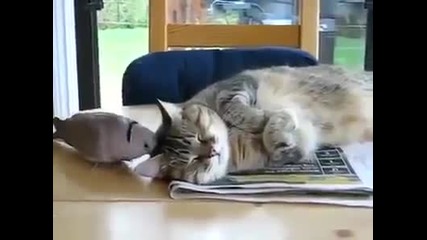 Котка и досадна птица ;)