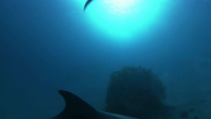 делфините в дълбокия син океан 