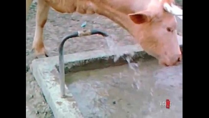 Крава си отваря кранчето за вода