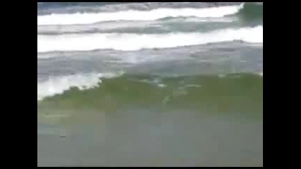 Паника на плажа Акула излиза на брега