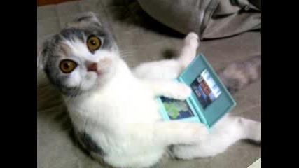Crazy And Fun Cats