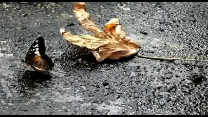 Enya - It's in the rain