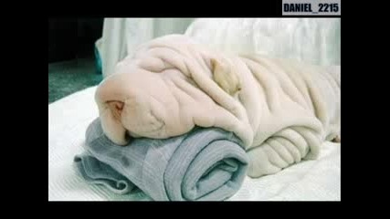 Смешни Животни