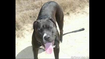 Crazy Pitbul 