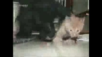 Куче и коте