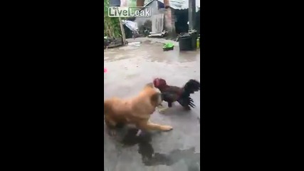 Куче vs Петел