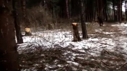 Изсичане на дървета в столичния Западен парк