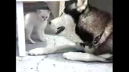 Приятели - Куче И Коте