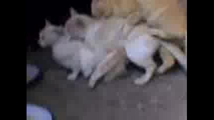 Котешка тройка!