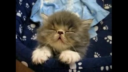 Сладко Заспиващо Коте