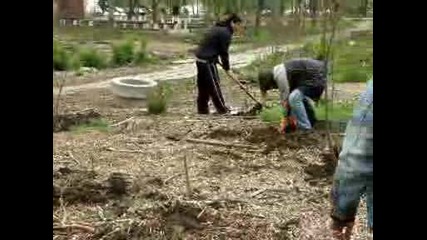 755 залесени дръвчета от акция на Greenteam и приятели 2