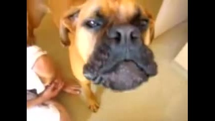 Talking Dog Oscar The Boxer 