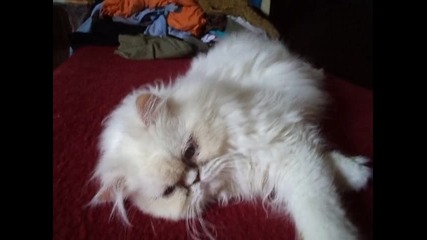 Кот