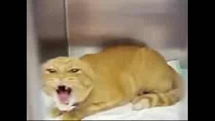 Дяволската котка