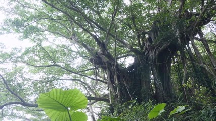 Вековно дърво в Amami, Япония