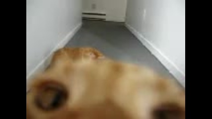 Две забавни котки