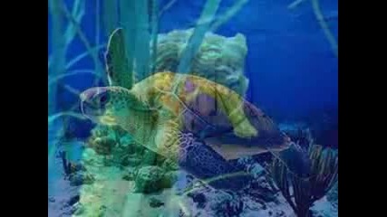 Beautiful Animals Of The World 