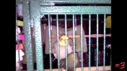 Ray William Johnson =3 Bird Secks 