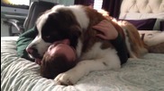 Стопанин прави отчаяни опити да се измъкне от тежката прегръдка на кучето си ,смях